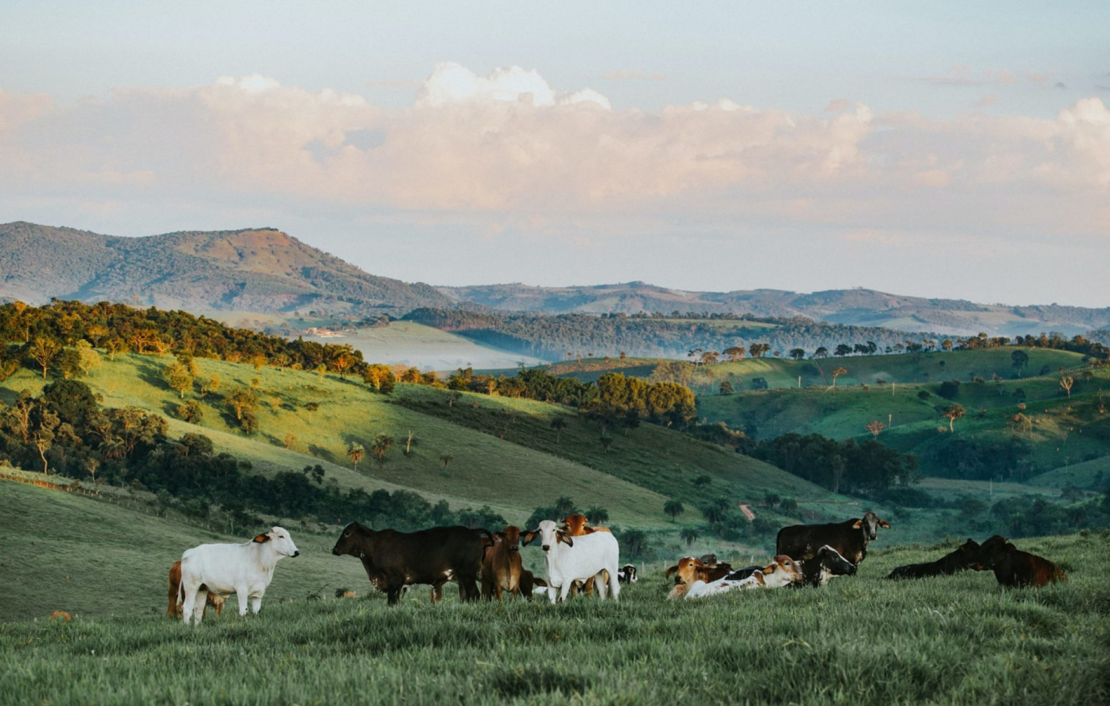 cattle grazing in field